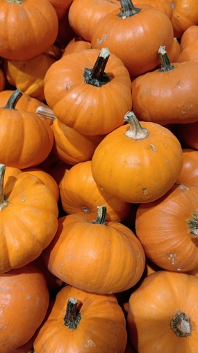 秋天丰收的黄色小南瓜图片